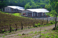 The new clinic in Gauchipilincito, Honduras