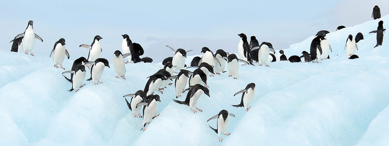 Penguins atop blue ice