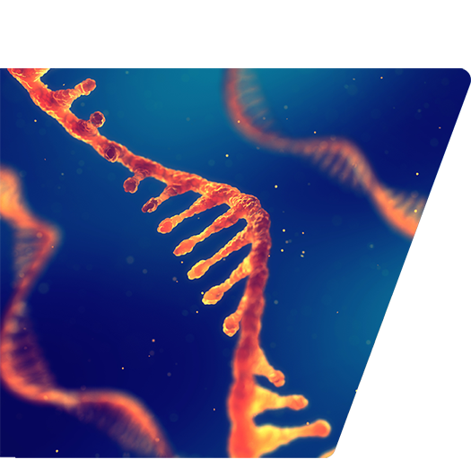 strands of RNA