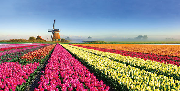 Dutch windmill and tulips