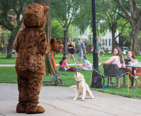 Bruno encounters a dog on the main green
